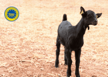 Bruselas otorga al Cabrito de Extremadura la distinción de Indicación Geográfica Protegida