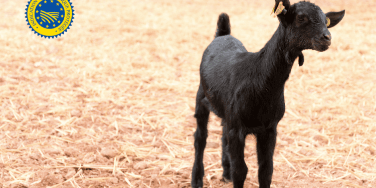 Bruselas otorga al Cabrito de Extremadura la distinción de Indicación Geográfica Protegida