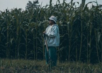 Bruselas apoya con 230 millones a los productores de maíz polacos por guerra en Ucrania