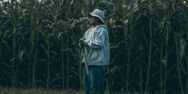 Bruselas apoya con 230 millones a los productores de maíz polacos por guerra en Ucrania