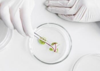 Nuevas técnicas genómicas: los eurodiputados quieren prohibir todas las patentes de plantas NGT