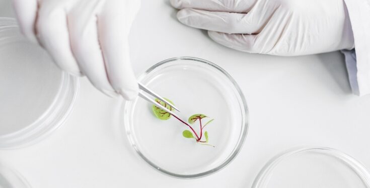 Nuevas técnicas genómicas: los eurodiputados quieren prohibir todas las patentes de plantas NGT