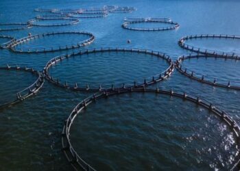 La Comisión envía un pliego de cargos a seis empresas en el caso del cártel del salmón del Atlántico de piscifactoría