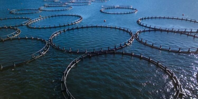 La Comisión envía un pliego de cargos a seis empresas en el caso del cártel del salmón del Atlántico de piscifactoría