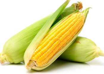 La Comisión autoriza y renueva los OMG para alimentos y piensos