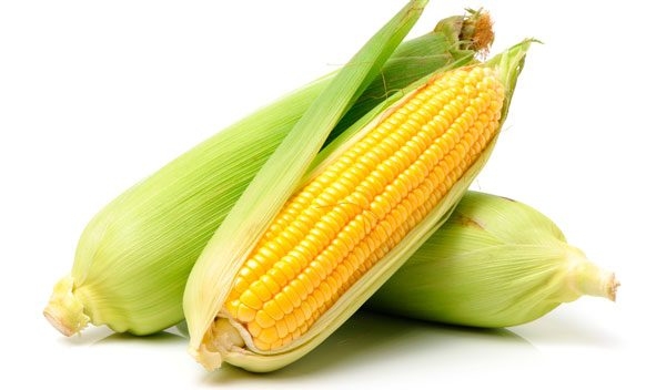 La Comisión autoriza y renueva los OMG para alimentos y piensos