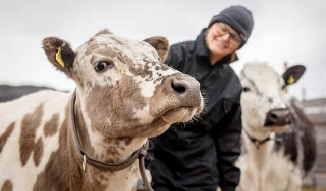 La Comisión aprueba ayudas estatales alemanas de 1.000 millones de euros para mejorar el bienestar en la cría de ganado
