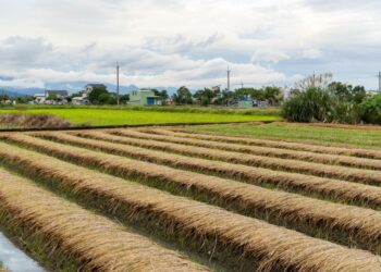 La Comisión propone a los agricultores acogerse a derogaciones sobre el barbecho