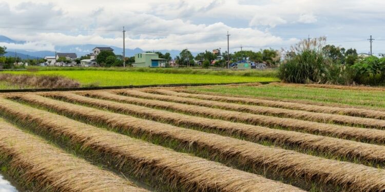 La Comisión propone a los agricultores acogerse a derogaciones sobre el barbecho