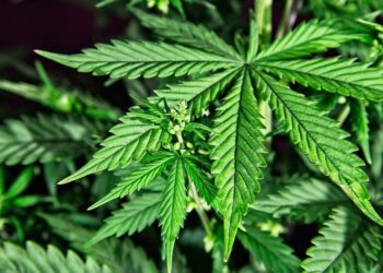 La Comisión decide registrar parcialmente una Iniciativa Ciudadana Europea sobre el Cannabis