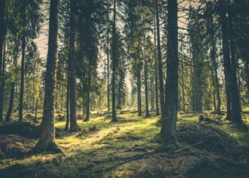 Bruselas incluye el comercio ilegal de madera en la nueva directiva de delitos medioambientales