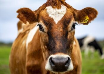 Se prevé un descenso en la producción animal en el segundo semestre de 2024