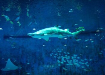 La Comisión pone en marcha una consulta pública para mejorar la protección de los tiburones