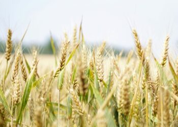 Bruselas propone aumentar los aranceles a los cereales de Rusia y Bielorrusia