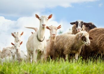 Las poblaciones de ganado de la UE descendieron en 2023