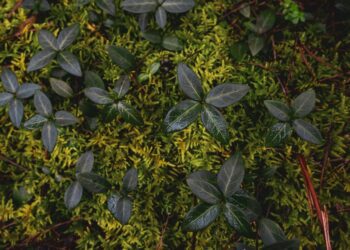 El Consejo acuerda hacer obligatorio el seguimiento de la salud del suelo
