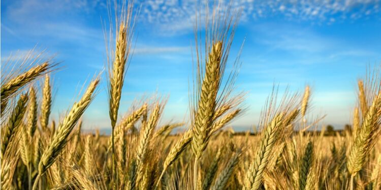 Los precios agrícolas descienden un 6% en el primer cuarto de 2024