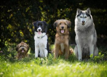 El Consejo adopta nuevas medidas para mejorar las condiciones de vida de los perros y gatos