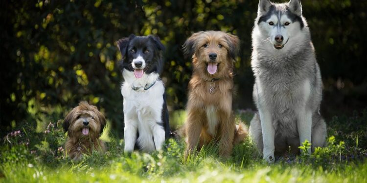 El Consejo adopta nuevas medidas para mejorar las condiciones de vida de los perros y gatos