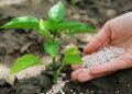 En la UE el uso de fertilizantes destinado a la agricultura descendió un 10% en 2022