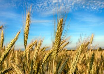 La Comisión registra dos iniciativas ciudadanas europeas en el sector alimentario