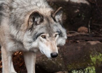 La justicia europea concluye que la ley de Castilla y León que permitía la caza del lobo va en contra de la normativa comunitaria