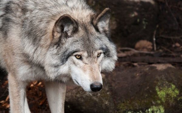 La justicia europea concluye que la ley de Castilla y León que permitía la caza del lobo va en contra de la normativa comunitaria