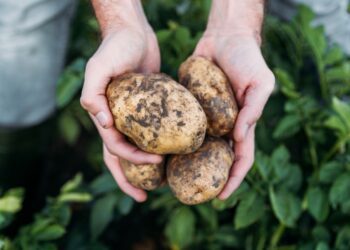 En 2023, se cosecharon en la UE 48,3 millones de toneladas de patatas