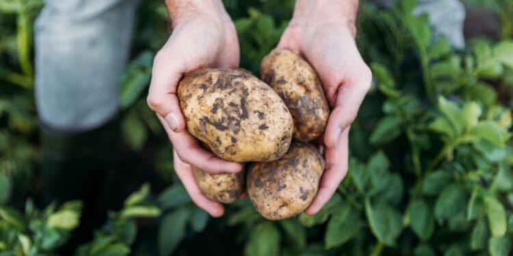 En 2023, se cosecharon en la UE 48,3 millones de toneladas de patatas