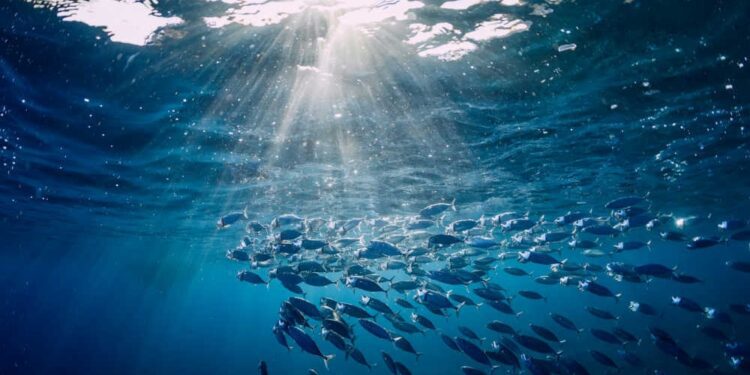 En 2023, la calidad de las aguas costeras fue calificada como excelente en un 88% de las regiones de la UE