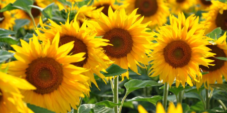 El precio medio de la producción agrícola cayó un 3%