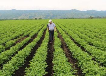 Nuevas observaciones del proyecto de Directrices sobre los acuerdos de sostenibilidad en la agricultura