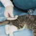 La Comisión adopta normas armonizadas sobre vacunación de animales