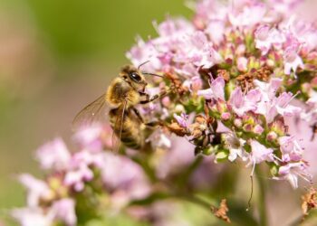Bruselas no promoverá nueva legislación para las abejas