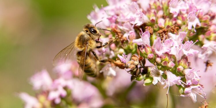 Bruselas no promoverá nueva legislación para las abejas