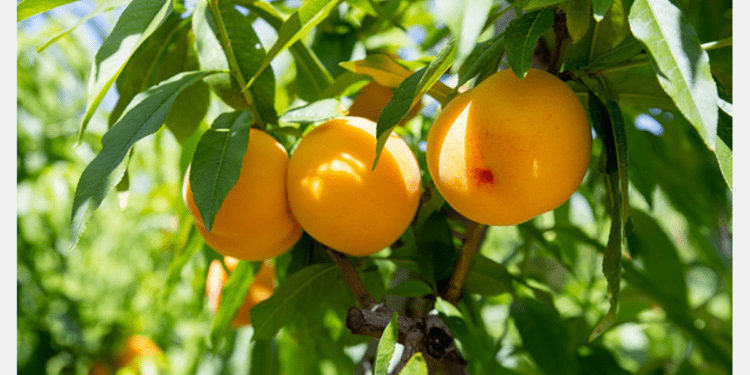 El Melocotón de Cieza se convierte en una nueva Indicación Geográfica Protegida