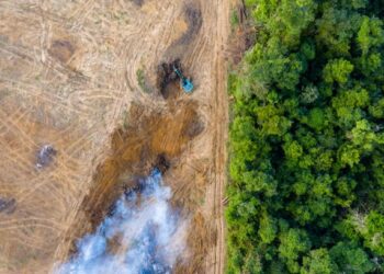 Nueva normativa para frenar la deforestación en todo el mundo