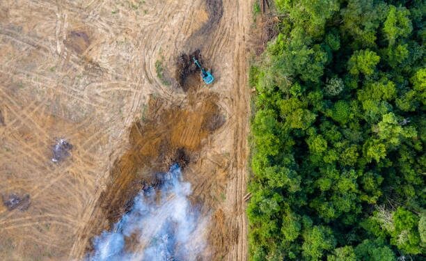 Nueva normativa para frenar la deforestación en todo el mundo