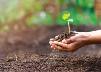 El Consejo alcanza un acuerdo para regenerar la naturaleza de la UE