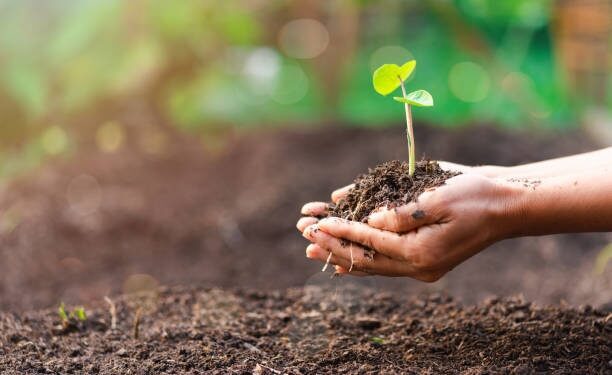 El Consejo alcanza un acuerdo para regenerar la naturaleza de la UE