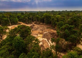 Entra en vigor el Reglamento de la UE para frenar la desforestación global