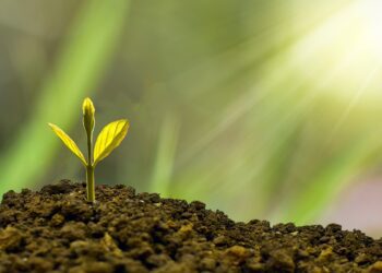 La UE se compromete a plantar 3.000 millones de árboles antes de 2030