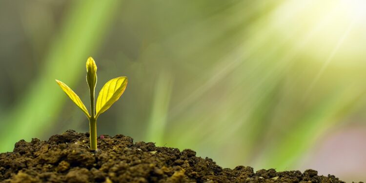 La UE se compromete a plantar 3.000 millones de árboles antes de 2030