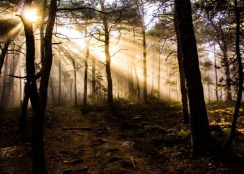 Agenda: Último paso hacia la Ley de Restauración de la Naturaleza