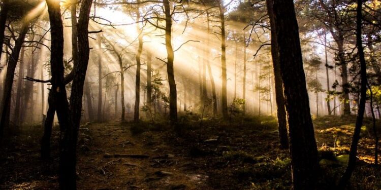 Agenda: Último paso hacia la Ley de Restauración de la Naturaleza