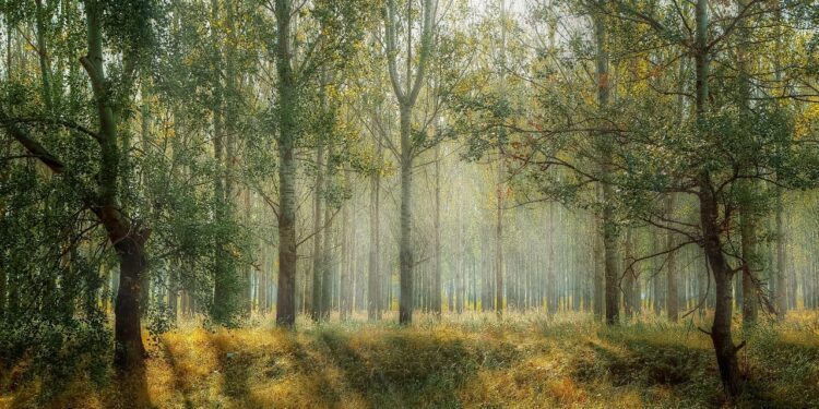 La UE logra pactar la Ley de Restauración de la Naturaleza