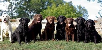 Los perros registrados en la UE ha experimentado un aumento del 200 % en ocho años