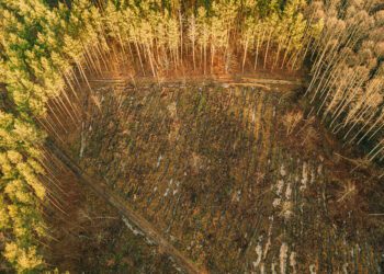 La Comisión refuerza su apoyo a la aplicación del Reglamento sobre deforestación de la UE