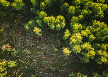 El Consejo aplaza en un año la aplicación de la ley de deforestación
