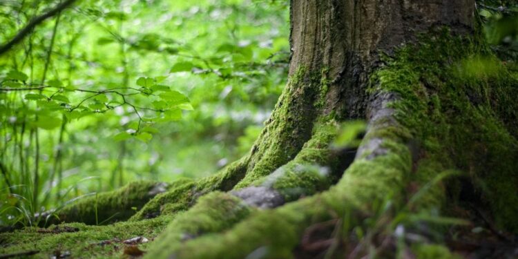 La Eurocámara exige en la COP29 que todos los países deben pagar por la acción climática